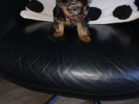 Chiot yorksire pure race 0 76200 Dieppe