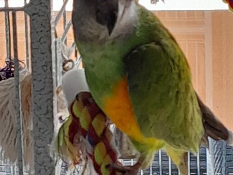 Youyou du S&eacute;n&eacute;gal femelle 500 74540 Viuz-la-chi�saz