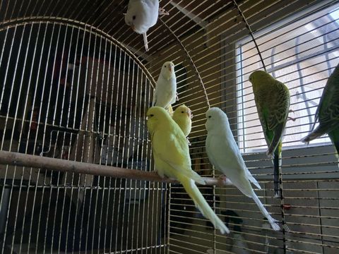 deux couple de perruches anglaises 2025 70 63190 Lezoux