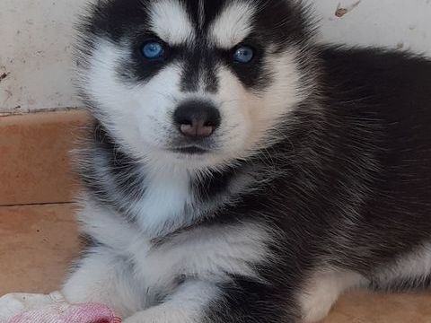 HUSKY M&Acirc;LE LOF YEUX BLEUS  1200 40210 Lüe