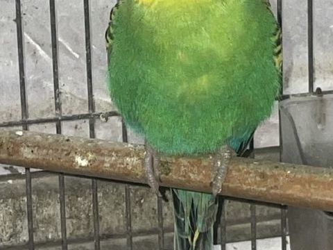 Perruche 2025 0 84000 Avignon