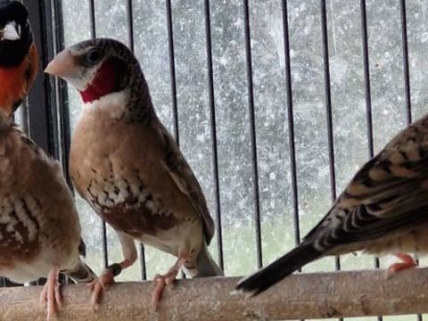 Cou couper 35 31220 Le plan