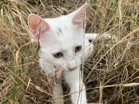 chaton femelle 0 40260 Castets