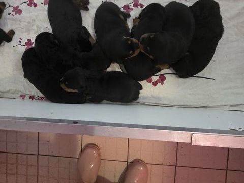 Rottweiler  950 77750 Saint-cyr-sur-morin