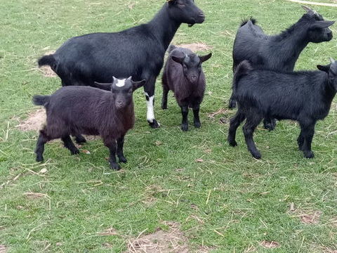 Bonjour je des ch&egrave;vres 80 76270 Saint-germain-sur-eaulne