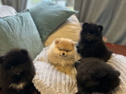 Chiot spitz 3 femmes / 1 m&acirc;le 1700 83500 La seyne-sur-mer