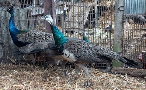 Jeune paon bleu m&acirc;le 50 49370 Saint-cl�ment-de-la-place