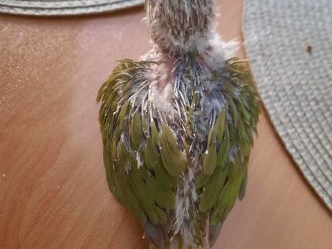 Conures molinae EAM 160 44150 Ancenis