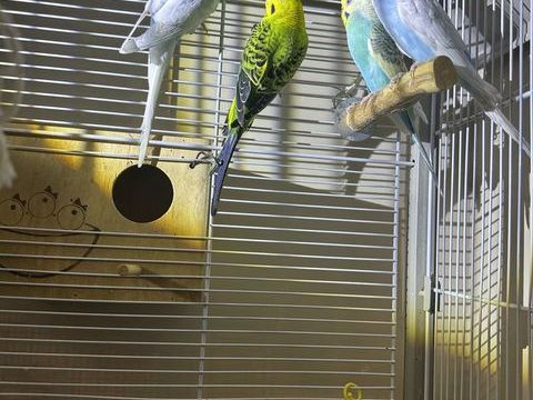 Perruches ondulées disponibles  0 94430 Chennevires-sur-marne