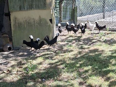 Poule hollandaise et paons 0 80300 Maulte