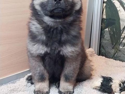 Chiots eurasier males et femelles 850 76270 Neuville-ferri�res