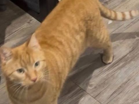 Chat CARAMEL &agrave; l adoption 200 07120 Labeaume