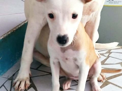 Super NOVA la petite &eacute;toile 300 77600 Bussy-saint-georges