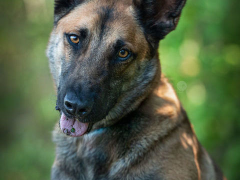 TAO m&acirc;le type malinois 4 ans &agrave; adopter 240 17360 Saint-aigulin