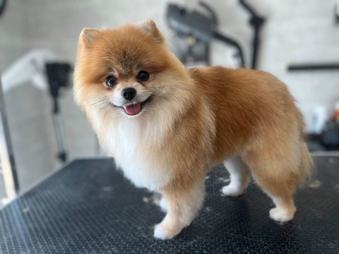 spitz nain pomeranian  pour saillies 0 66250 Saint-laurent-de-la-salanque
