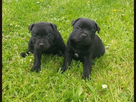 A r&eacute;server 2  chiots staffie LOFES 1200 59620 Leval