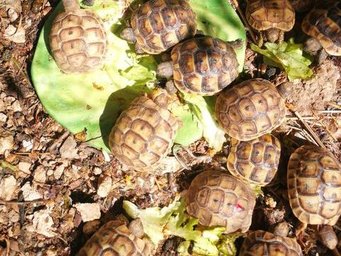 Bb tortues 50 30000 N�mes