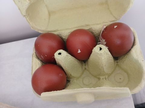 Oeufs f&eacute;cond&eacute; marans 2 14310 Villers-bocage
