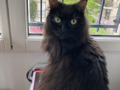 PYRA  210 92400 Courbevoie