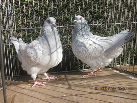 Pigeon pure race 50 32600 L'isle-jourdain