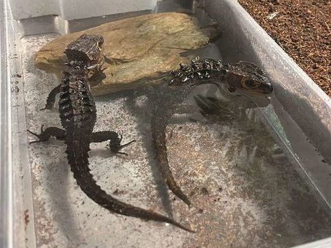 L&eacute;zard femelle 120 83260 La crau