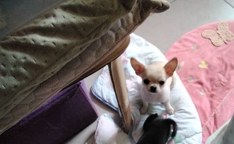 BB CHIHUAHUAS 600 07290 Quintenas