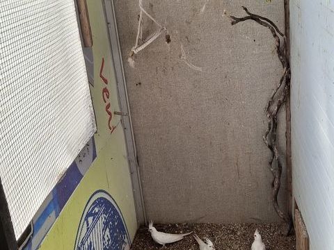 calopsite blanche et une panach&eacute; et m&acirc;le caille chine 20 85340 Les sables-d'olonne