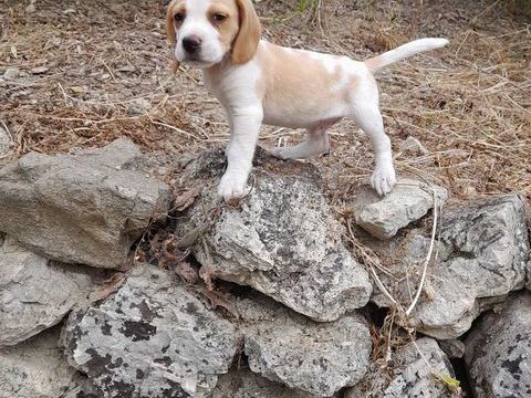 chiots beagle 400 13740 Le rove