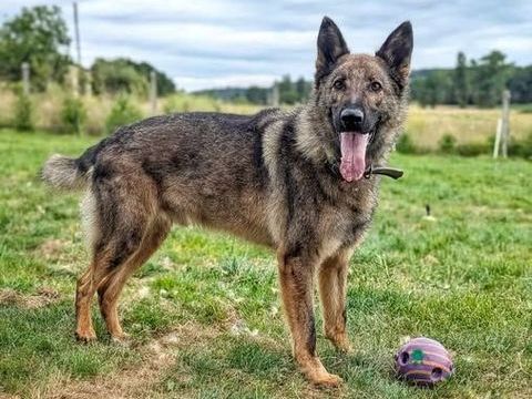 SKOLL m&acirc;le type berger allemand 4 ans 240 17360 Saint-aigulin