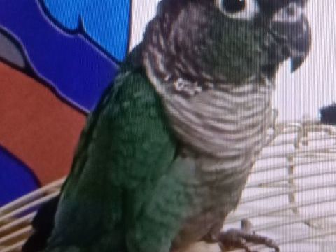Recherche femelle conure molinae 0 33210 Langon