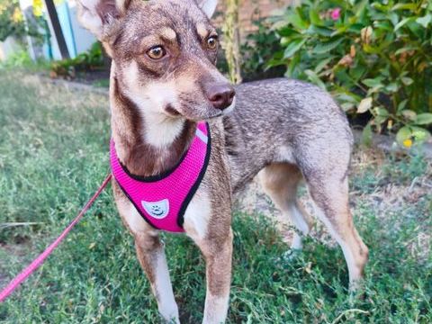 A L'ADOPTION CHARA 0 75018 Paris