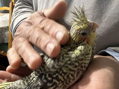 Calopsitte eam 90 82200 Moissac