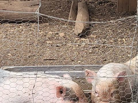 cochon nain 50 79120 Mess