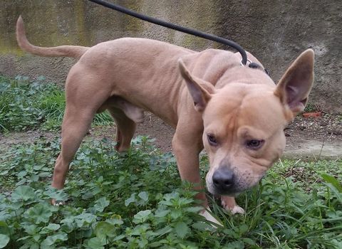 ANDERSON, boston terrier, 2 ans 220 34500 B�ziers