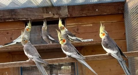 Perruches Calopsittes
30 85710 Chteauneuf