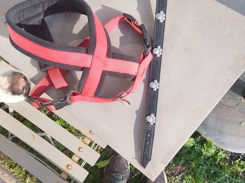 Collier 15 02300 Chauny