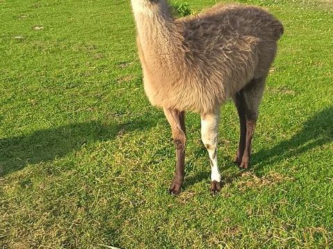 Lama m&acirc;le 7 mois 550 29880 Guissény