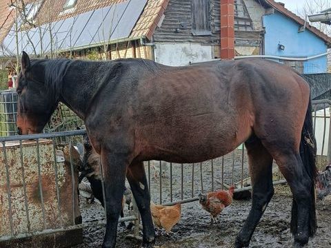 Cheval 1200 76590 La chauss�e