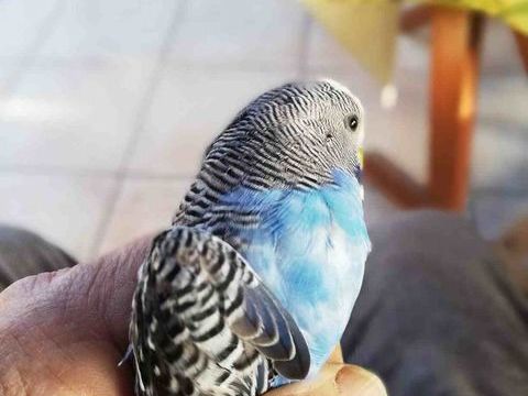 perruche ondul&eacute;e 7 49250 Saint-r�my-la-varenne