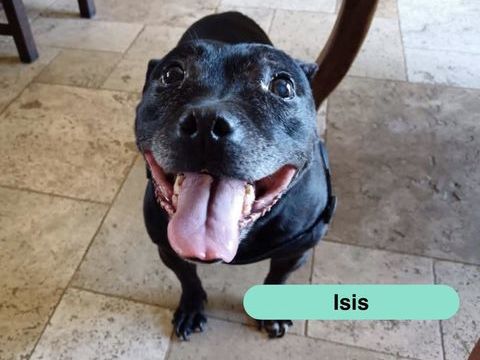 Isis, chienne &agrave; adopter 100 18210 Bessais-le-fromental