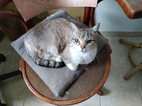 Chat LOLY &agrave; l adoption 80 30130 Saint-paulet-de-caisson