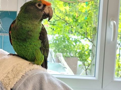 2 Perroquets Jardine femelles 1200 77220 Presles-en-brie