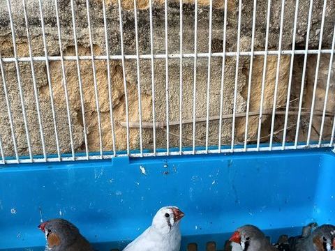 Lot de mâles mandarins 15 