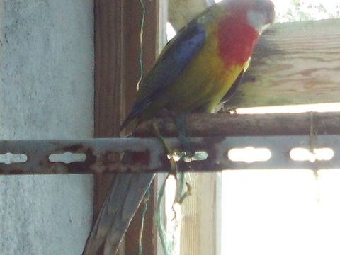 Couple palliceps/Omnicolor 120 44390 Nort-sur-erdre