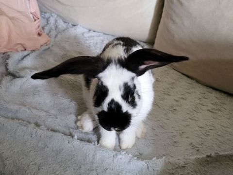 Lapin à donner 1 94480 Ablon-sur-seine