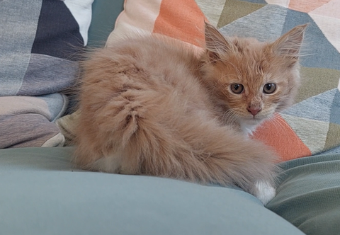 chaton femelle Maine Coon LOOF 950 83000 Toulon