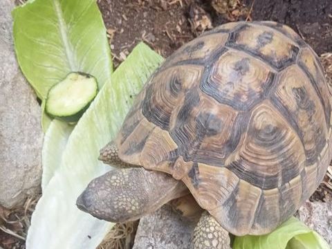 Tortue de terre 450 11000 Carcassonne