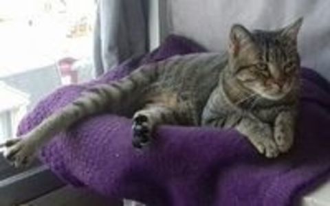 JASPE SENIOR TIGRE 11 ANS 145 92260 Fontenay-aux-roses