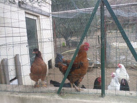 Coq fermier 20 34310 Capestang