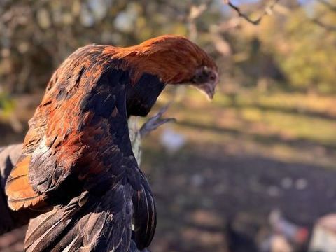 coquelet araucana 10 62260 Cauchy--la-tour